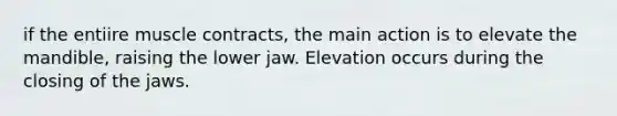 if the entiire muscle contracts, the main action is to elevate the mandible, raising the lower jaw. Elevation occurs during the closing of the jaws.