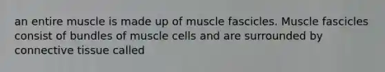 an entire muscle is made up of muscle fascicles. Muscle fascicles consist of bundles of muscle cells and are surrounded by connective tissue called