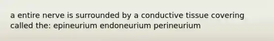 a entire nerve is surrounded by a conductive tissue covering called the: epineurium endoneurium perineurium