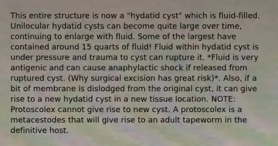 This entire structure is now a "hydatid cyst" which is fluid-filled. Unilocular hydatid cysts can become quite large over time, continuing to enlarge with fluid. Some of the largest have contained around 15 quarts of fluid! Fluid within hydatid cyst is under pressure and trauma to cyst can rupture it. *Fluid is very antigenic and can cause anaphylactic shock if released from ruptured cyst. (Why surgical excision has great risk)*. Also, if a bit of membrane is dislodged from the original cyst, it can give rise to a new hydatid cyst in a new tissue location. NOTE: Protoscolex cannot give rise to new cyst. A protoscolex is a metacestodes that will give rise to an adult tapeworm in the definitive host.