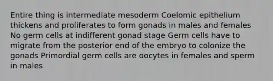 Entire thing is intermediate mesoderm Coelomic epithelium thickens and proliferates to form gonads in males and females No germ cells at indifferent gonad stage Germ cells have to migrate from the posterior end of the embryo to colonize the gonads Primordial germ cells are oocytes in females and sperm in males