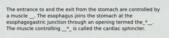 The entrance to and the exit from the stomach are controlled by a muscle __. The esophagus joins the stomach at the esophagogastric junction through an opening termed the_*__. The muscle controlling __*_ is called the cardiac sphincter.