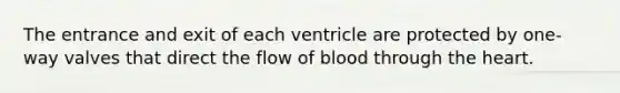 The entrance and exit of each ventricle are protected by one-way valves that direct the flow of blood through the heart.