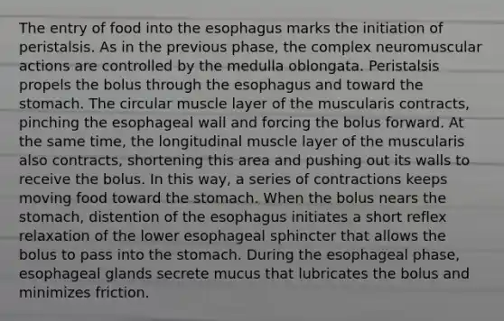 The entry of food into the esophagus marks the initiation of peristalsis. As in the previous phase, the complex neuromuscular actions are controlled by the medulla oblongata. Peristalsis propels the bolus through the esophagus and toward the stomach. The circular muscle layer of the muscularis contracts, pinching the esophageal wall and forcing the bolus forward. At the same time, the longitudinal muscle layer of the muscularis also contracts, shortening this area and pushing out its walls to receive the bolus. In this way, a series of contractions keeps moving food toward the stomach. When the bolus nears the stomach, distention of the esophagus initiates a short reflex relaxation of the lower esophageal sphincter that allows the bolus to pass into the stomach. During the esophageal phase, esophageal glands secrete mucus that lubricates the bolus and minimizes friction.