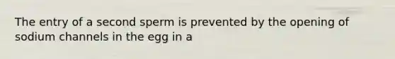 The entry of a second sperm is prevented by the opening of sodium channels in the egg in a