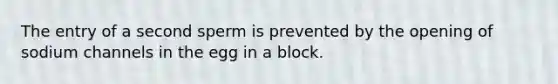 The entry of a second sperm is prevented by the opening of sodium channels in the egg in a block.