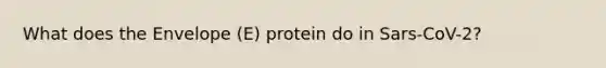 What does the Envelope (E) protein do in Sars-CoV-2?