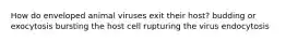 How do enveloped animal viruses exit their host? budding or exocytosis bursting the host cell rupturing the virus endocytosis