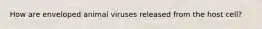 How are enveloped animal viruses released from the host cell?