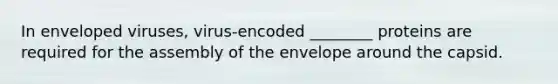 In enveloped viruses, virus-encoded ________ proteins are required for the assembly of the envelope around the capsid.