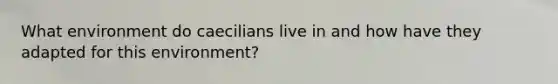 What environment do caecilians live in and how have they adapted for this environment?