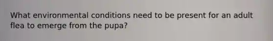 What environmental conditions need to be present for an adult flea to emerge from the pupa?