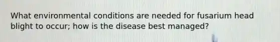 What environmental conditions are needed for fusarium head blight to occur; how is the disease best managed?