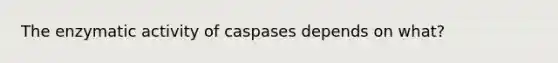 The enzymatic activity of caspases depends on what?