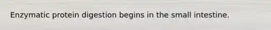 Enzymatic protein digestion begins in the small intestine.