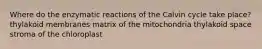 Where do the enzymatic reactions of the Calvin cycle take place? thylakoid membranes matrix of the mitochondria thylakoid space stroma of the chloroplast