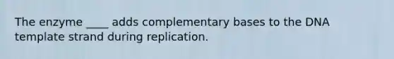 The enzyme ____ adds complementary bases to the DNA template strand during replication.