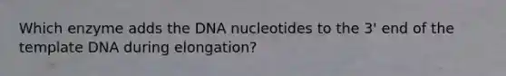 Which enzyme adds the DNA nucleotides to the 3' end of the template DNA during elongation?