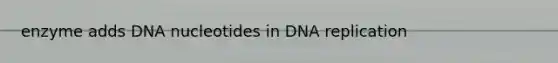 enzyme adds DNA nucleotides in DNA replication