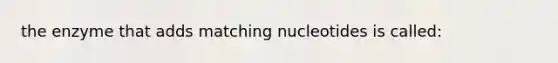 the enzyme that adds matching nucleotides is called: