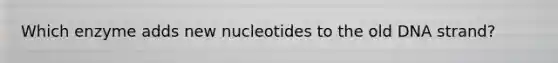 Which enzyme adds new nucleotides to the old DNA strand?