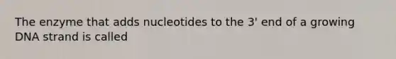 The enzyme that adds nucleotides to the 3' end of a growing DNA strand is called