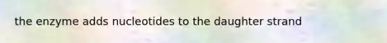 the enzyme adds nucleotides to the daughter strand
