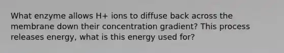 What enzyme allows H+ ions to diffuse back across the membrane down their concentration gradient? This process releases energy, what is this energy used for?