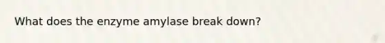 What does the enzyme amylase break down?