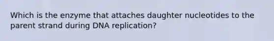 Which is the enzyme that attaches daughter nucleotides to the parent strand during DNA replication?