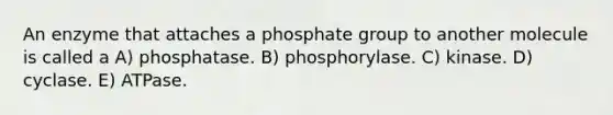 An enzyme that attaches a phosphate group to another molecule is called a A) phosphatase. B) phosphorylase. C) kinase. D) cyclase. E) ATPase.