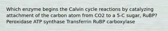 Which enzyme begins the Calvin cycle reactions by catalyzing attachment of the carbon atom from CO2 to a 5-C sugar, RuBP? Peroxidase ATP synthase Transferrin RuBP carboxylase