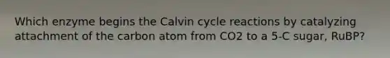 Which enzyme begins the Calvin cycle reactions by catalyzing attachment of the carbon atom from CO2 to a 5-C sugar, RuBP?