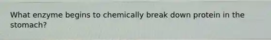 What enzyme begins to chemically break down protein in the stomach?