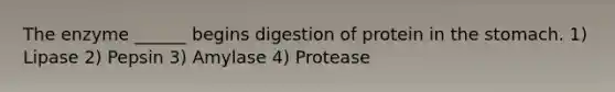 The enzyme ______ begins digestion of protein in the stomach. 1) Lipase 2) Pepsin 3) Amylase 4) Protease