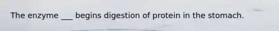 The enzyme ___ begins digestion of protein in <a href='https://www.questionai.com/knowledge/kLccSGjkt8-the-stomach' class='anchor-knowledge'>the stomach</a>.