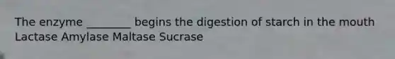 The enzyme ________ begins the digestion of starch in the mouth Lactase Amylase Maltase Sucrase