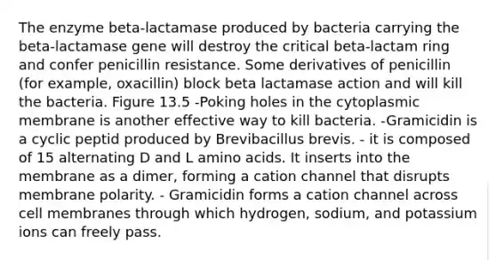 The enzyme beta-lactamase produced by bacteria carrying the beta-lactamase gene will destroy the critical beta-lactam ring and confer penicillin resistance. Some derivatives of penicillin (for example, oxacillin) block beta lactamase action and will kill the bacteria. Figure 13.5 -Poking holes in the cytoplasmic membrane is another effective way to kill bacteria. -Gramicidin is a cyclic peptid produced by Brevibacillus brevis. - it is composed of 15 alternating D and L amino acids. It inserts into the membrane as a dimer, forming a cation channel that disrupts membrane polarity. - Gramicidin forms a cation channel across cell membranes through which hydrogen, sodium, and potassium ions can freely pass.