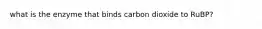 what is the enzyme that binds carbon dioxide to RuBP?