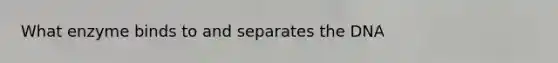 What enzyme binds to and separates the DNA