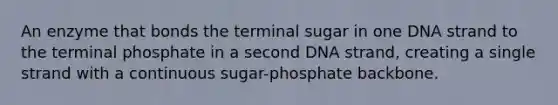 An enzyme that bonds the terminal sugar in one DNA strand to the terminal phosphate in a second DNA strand, creating a single strand with a continuous sugar-phosphate backbone.