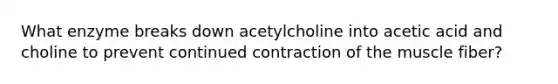 What enzyme breaks down acetylcholine into acetic acid and choline to prevent continued contraction of the muscle fiber?