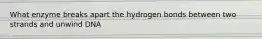 What enzyme breaks apart the hydrogen bonds between two strands and unwind DNA