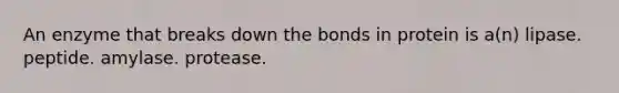 An enzyme that breaks down the bonds in protein is a(n) lipase. peptide. amylase. protease.