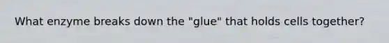 What enzyme breaks down the "glue" that holds cells together?