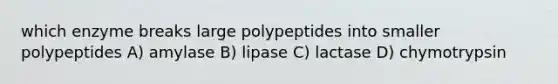 which enzyme breaks large polypeptides into smaller polypeptides A) amylase B) lipase C) lactase D) chymotrypsin