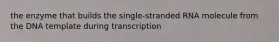 the enzyme that builds the single-stranded RNA molecule from the DNA template during transcription