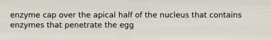 enzyme cap over the apical half of the nucleus that contains enzymes that penetrate the egg