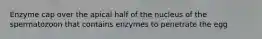 Enzyme cap over the apical half of the nucleus of the spermatozoon that contains enzymes to penetrate the egg