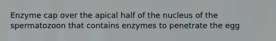 Enzyme cap over the apical half of the nucleus of the spermatozoon that contains enzymes to penetrate the egg